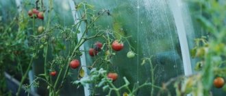 Что облагается налогом на дачном участке