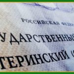 маткапитал