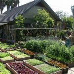 garden plot of land is