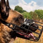 Овчарка в наморднике